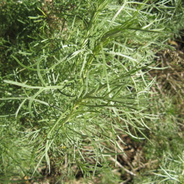 finely divided, feathery leaves