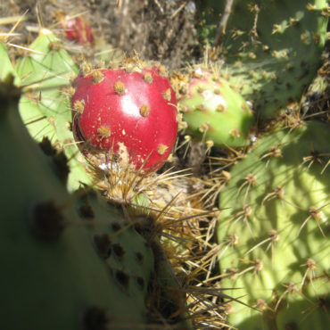 red cactus fruit