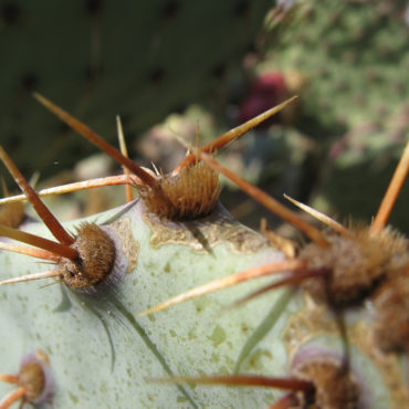tufts of cactus spines