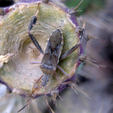 bug on cactus stem