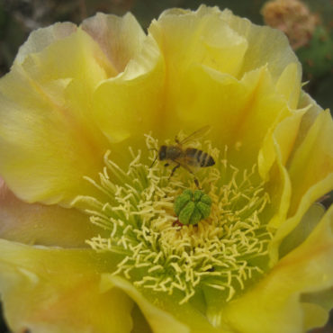 showy, yellow flower with bee