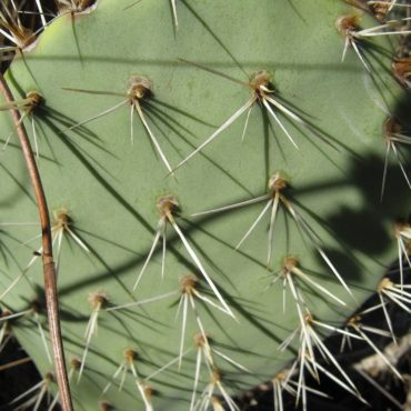 Cactus pad with tufts of sharp spines