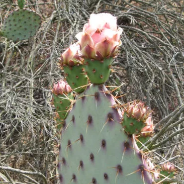 cactus pad with pink buds