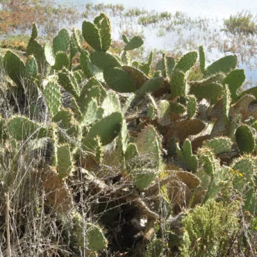cactus with flat "beaver-tail" segments
