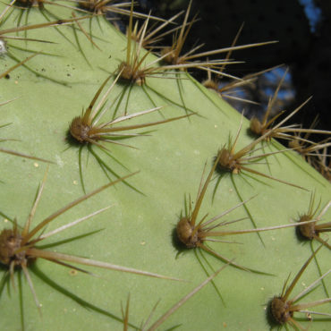 tufts of cactus spines