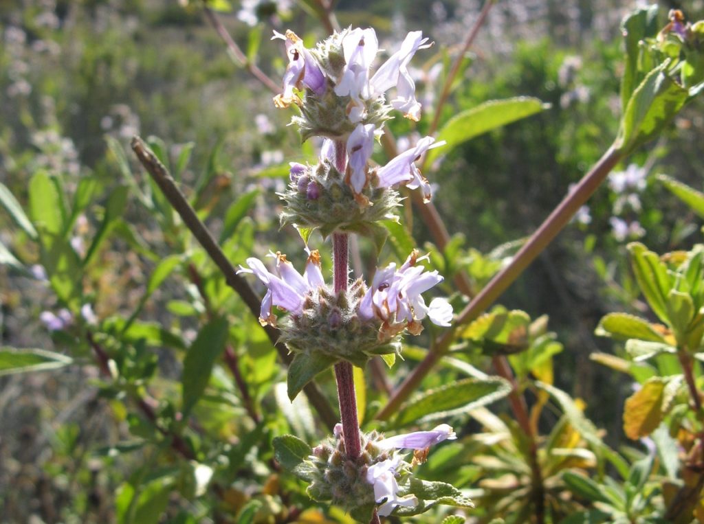 whirls of flowers of black sage around branches