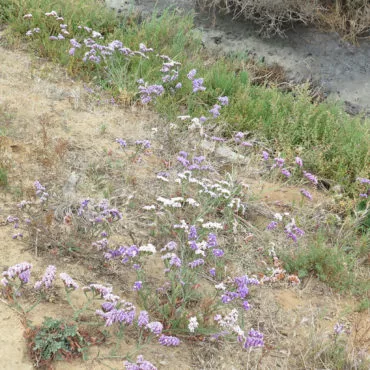 patch of white and purple flowers