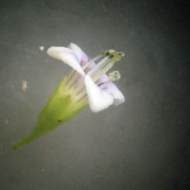 small white flower