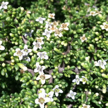 shrub with succulent leaves and small white flowers
