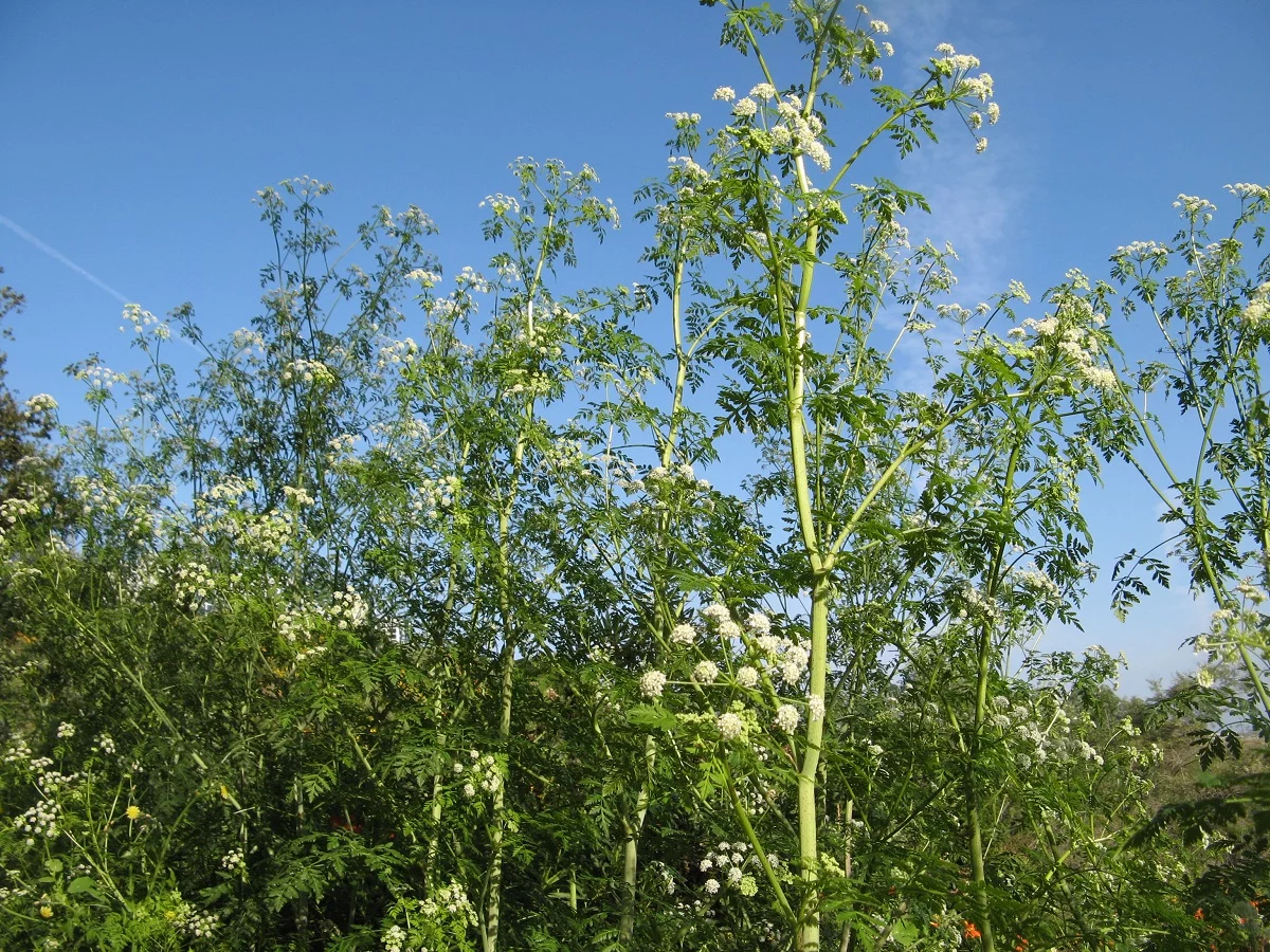 tall plants with white flowers