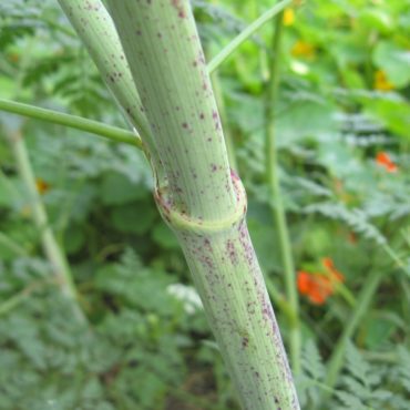 green stem with purple spots