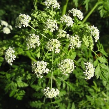 white flower cluster