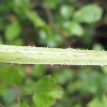 small prickles on stem