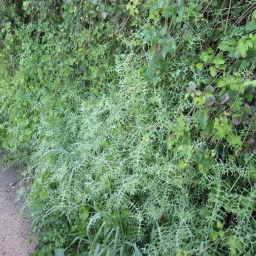 a tangle of plants beside the trail