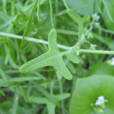 a small, 3-lobed leaf