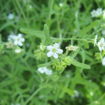 small white flowers