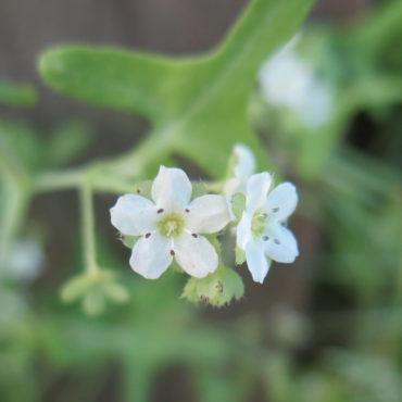 small white flowers