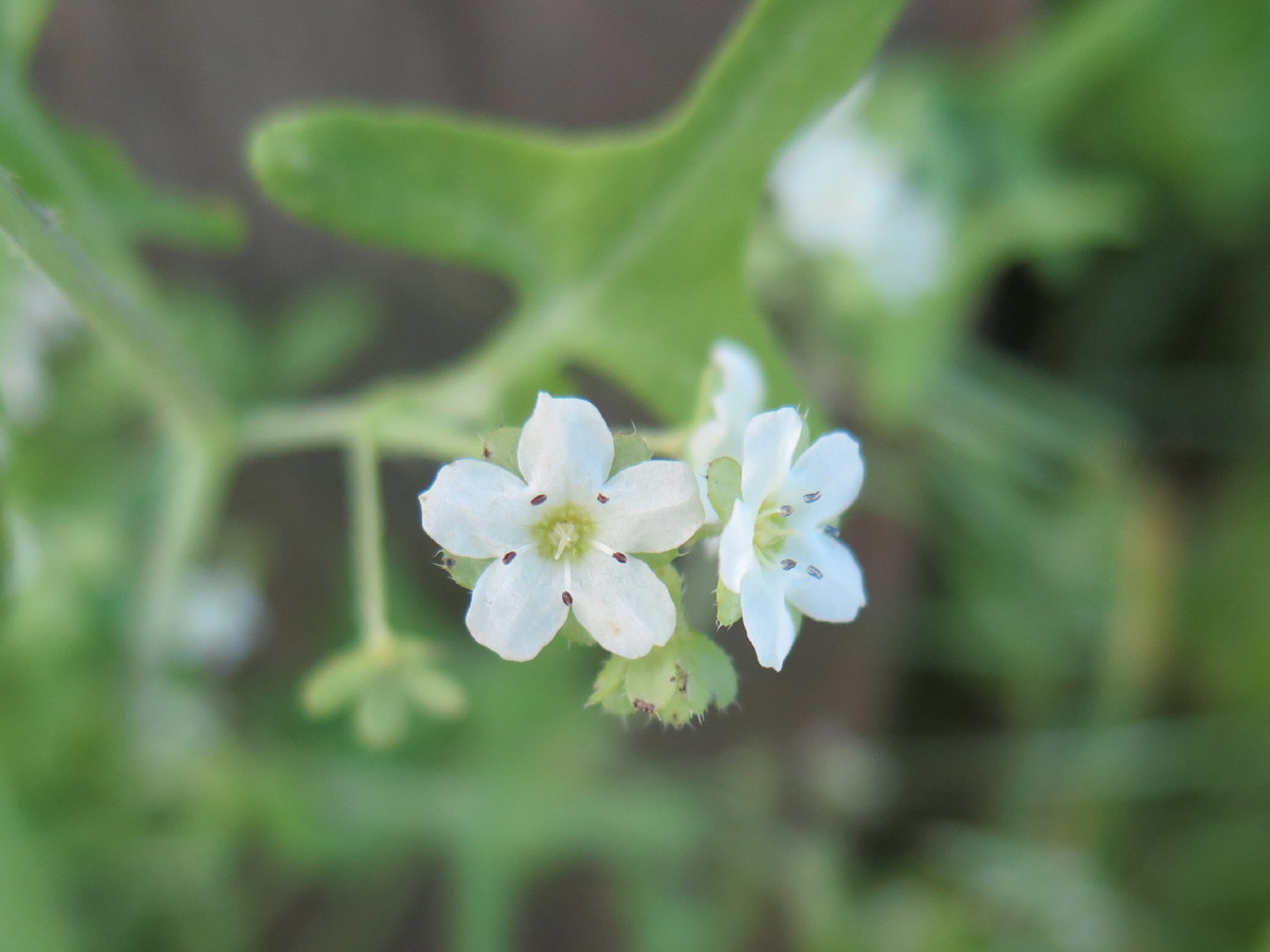 small white flowers
