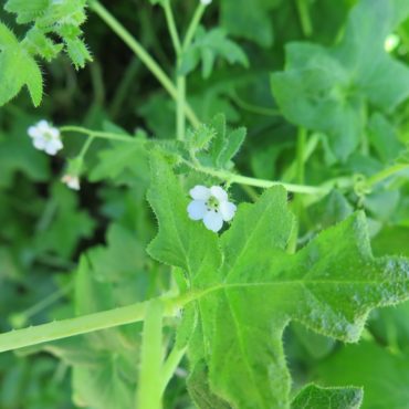 green leaves with small white flowers