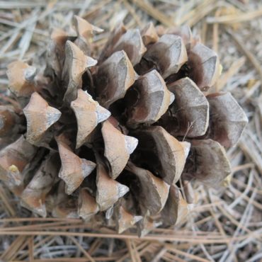 pine cone with strong scales