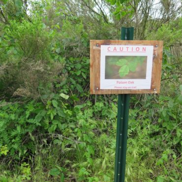 warning sign before poison oak plant