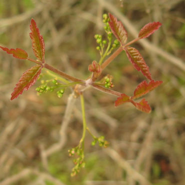 young bronze leaves