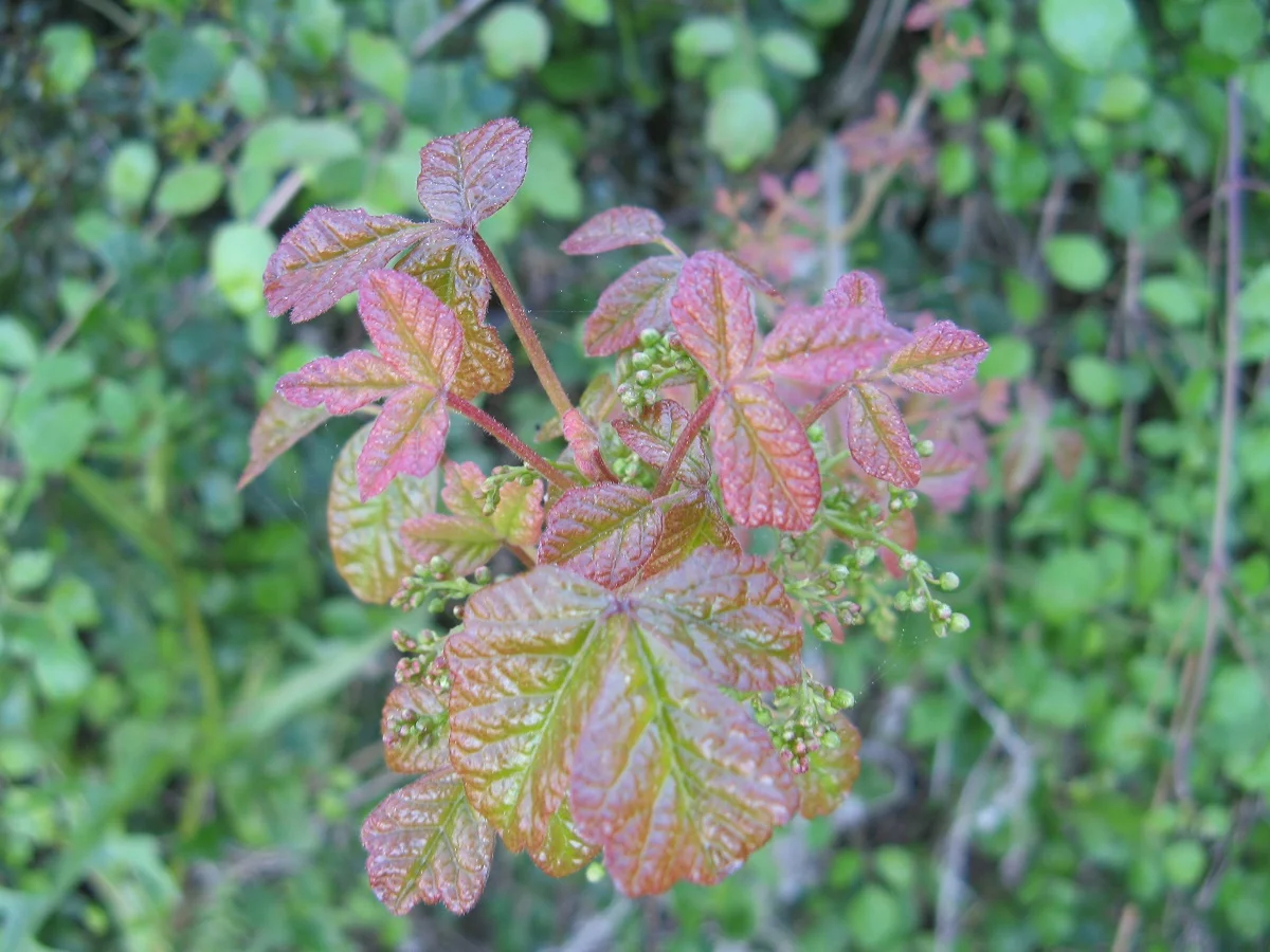 young rosy leaves
