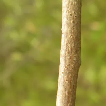 close-up of stem with oval pores