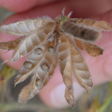 hand holding dried pods with seeds