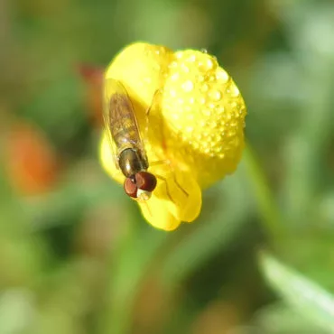 yellow pea-shaped flower with insect