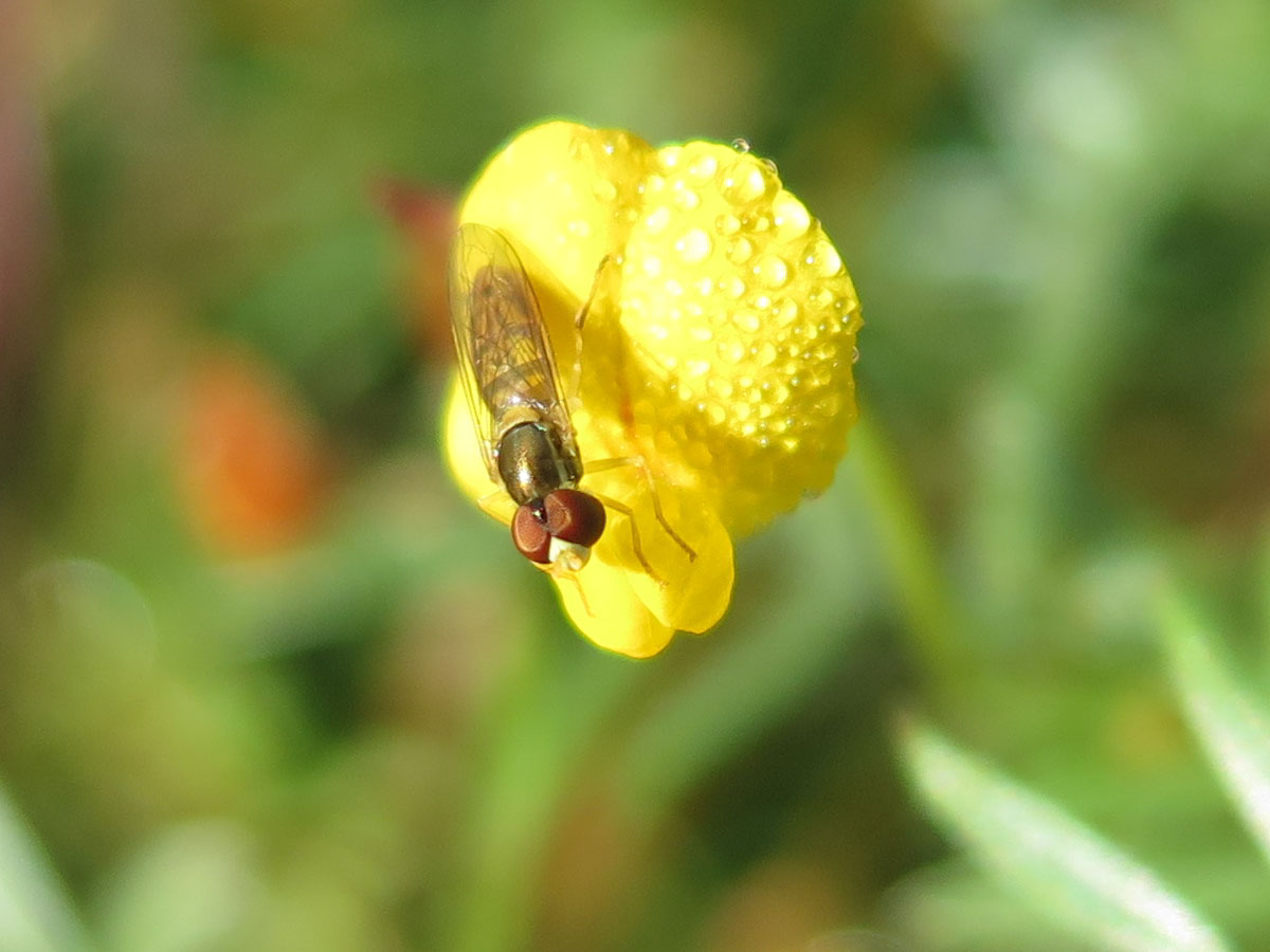 yellow pea-shaped flower with insect