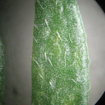 close up of leaf with hairs