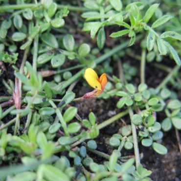 portion of plant with leaves and yellow flower