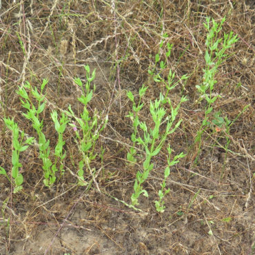 patch of young plants