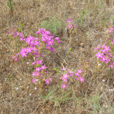 a patch of bright pink flowers