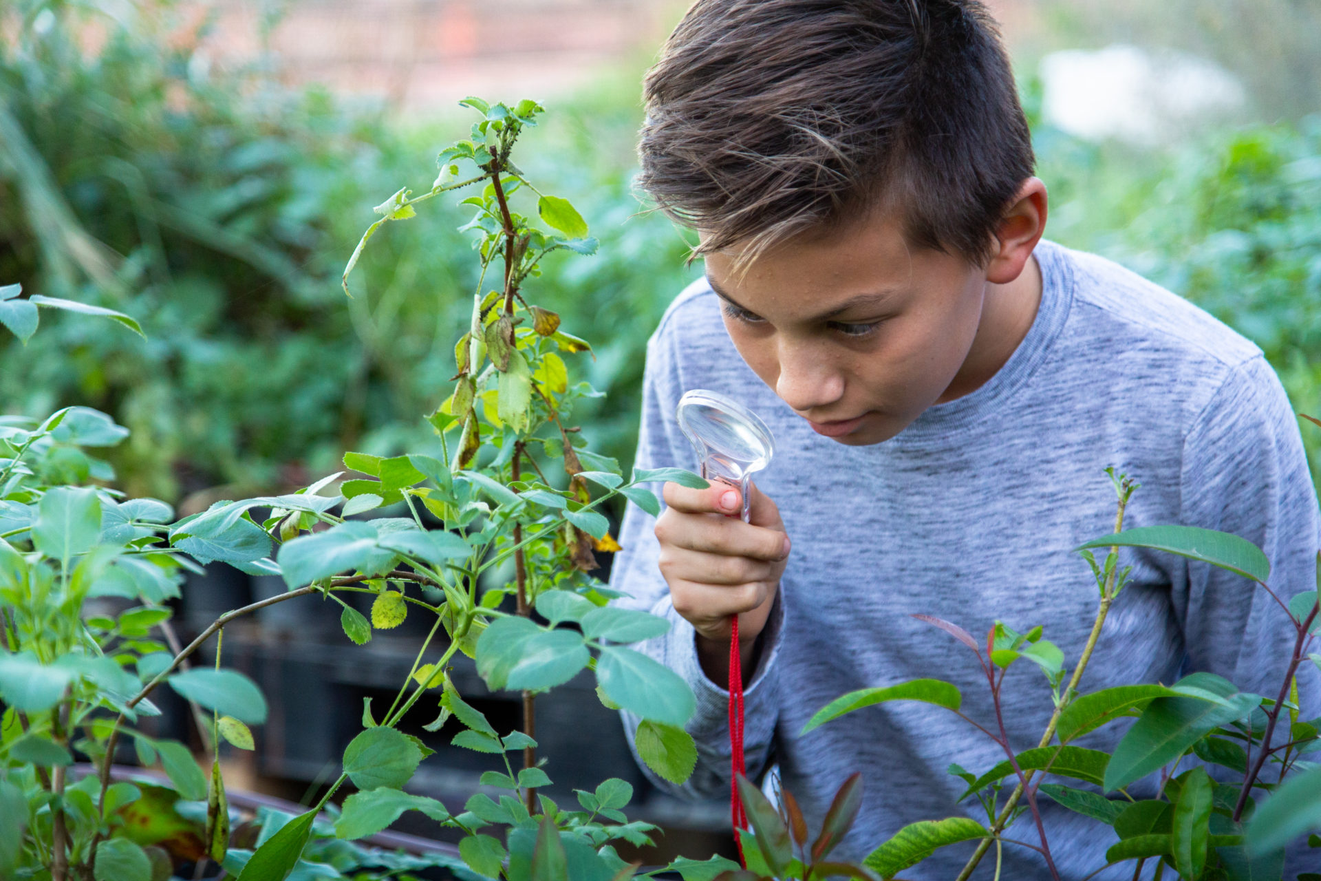 Child using magnifying glass to look at plant
