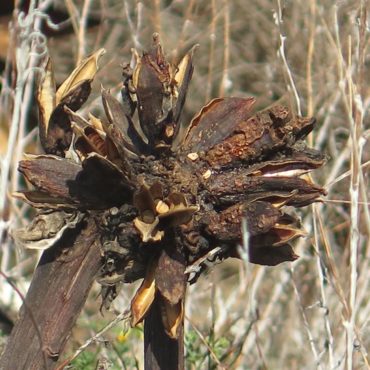 dried cluster of opened seed pods