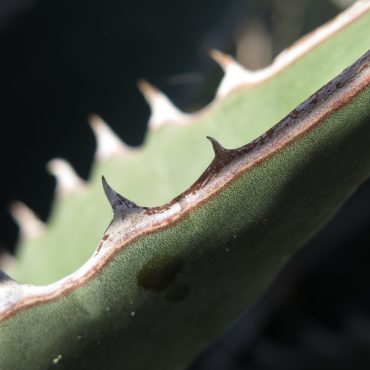 close up of sharp leaf spines