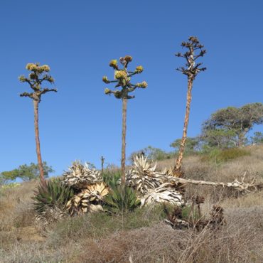 clump of Shaw's agave