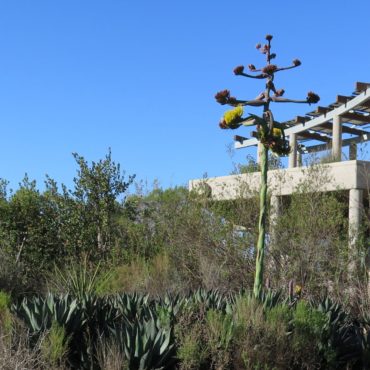 Shaw's agave starting to bloom