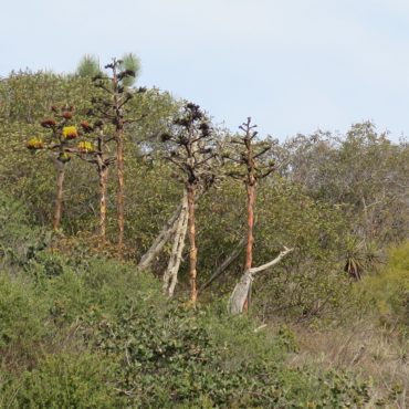Cluster of agave with current and old flower stalks