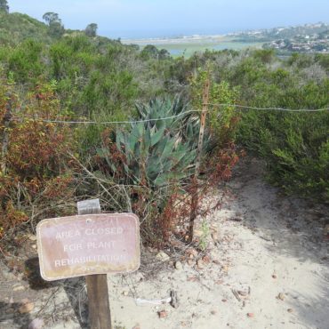 Agave clusters blocking a closed trail
