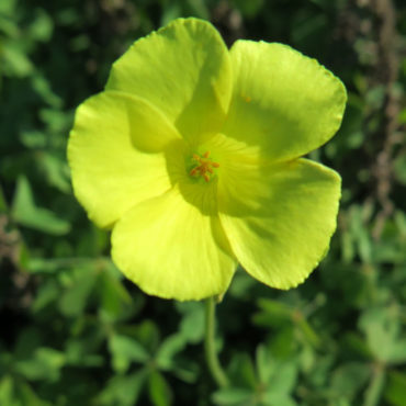 single yellow flower