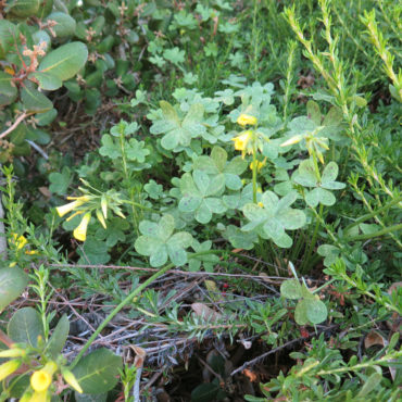 plant with clover-like leaves and yellow flowers