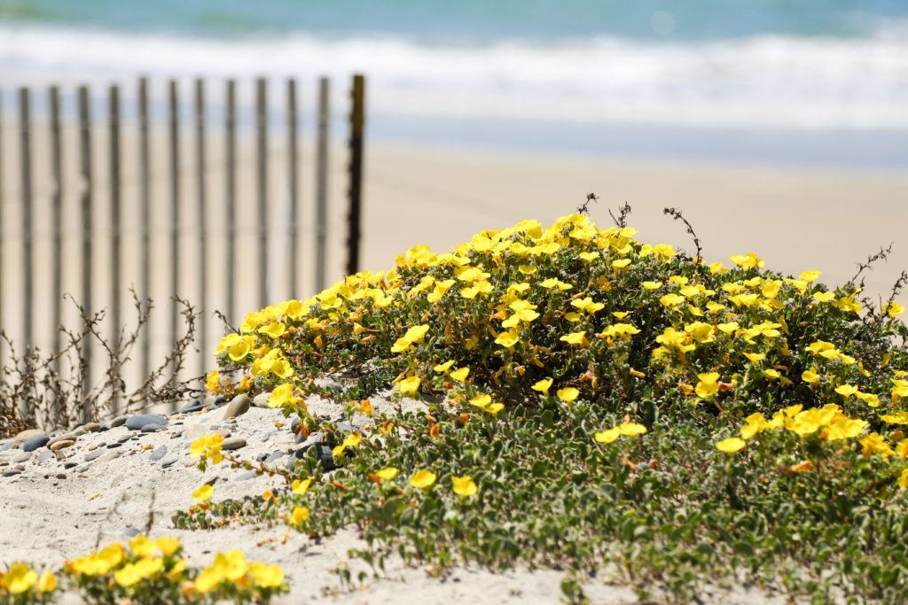 Yellow Beach Primrose at along Cardiff State Beach Dunes