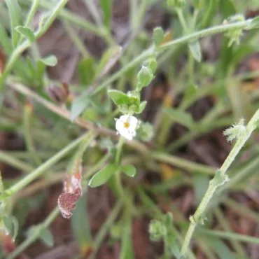 Small white flower in tangle of stems