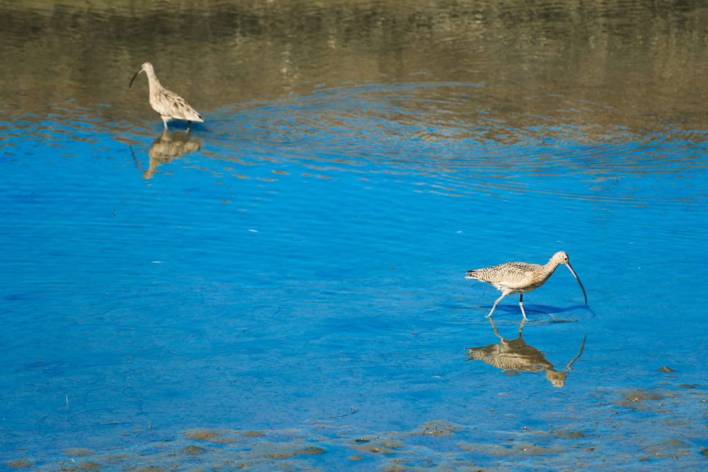 Curlew at San Elijo Lagoon