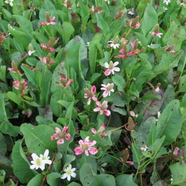 a patch of pink and white flowers