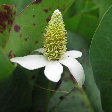 yerba mansa flower