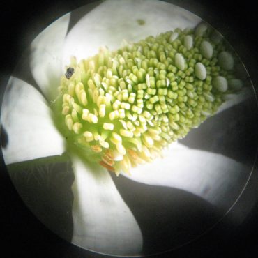 close-up of white yerba mansa flower